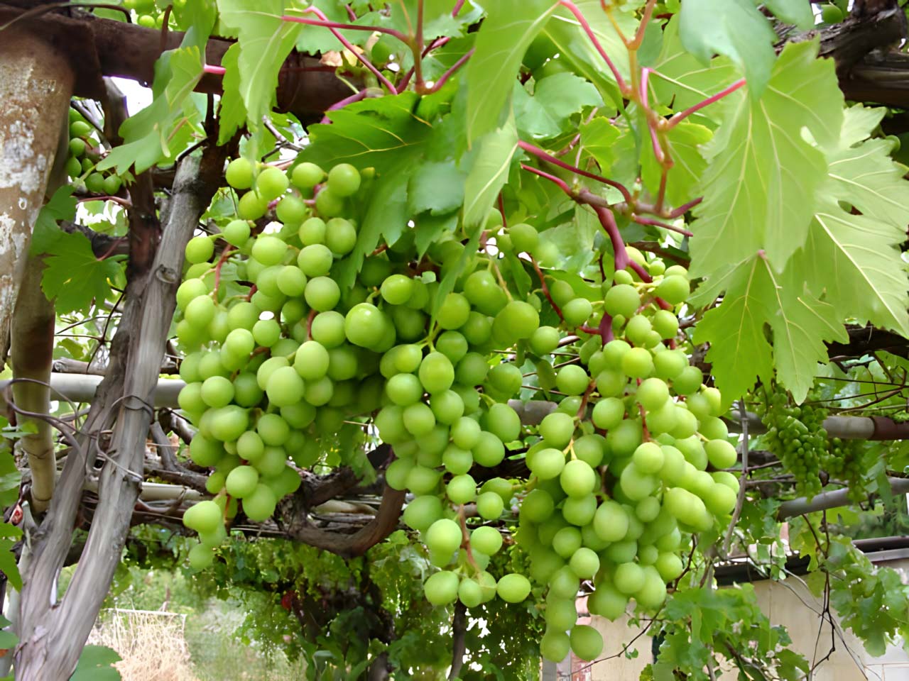 Close-up of lush leaves of Vitis Vinifera (Ornamental Grape) in summer.