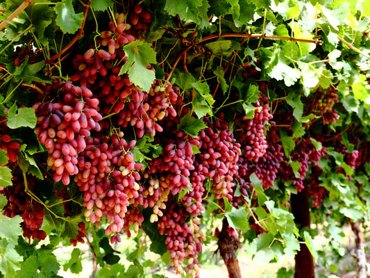 Vitis Vinifera ‘Crimson Seedless’ (Crimson Seedless Grapes)