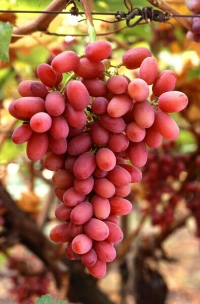 Vitis Vinifera ‘Crimson Seedless’ (Crimson Seedless Grapes)