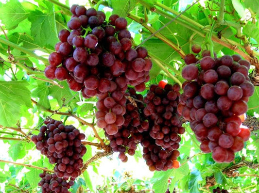 Vitis Vinifera ‘Flame Seedless’ (Flame Seedless Grapes)