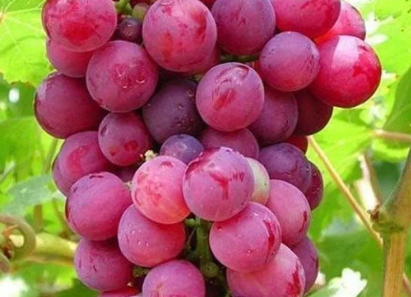 Vitis Vinifera ‘Flame Seedless’ (Flame Seedless Grapes)