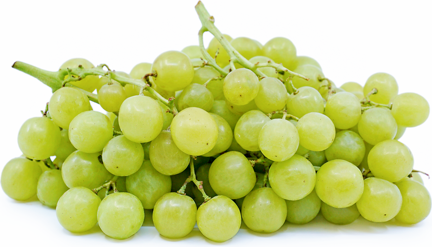 Vitis Vinifera ‘Gold Muscat’ (Gold Muscat Grapes)