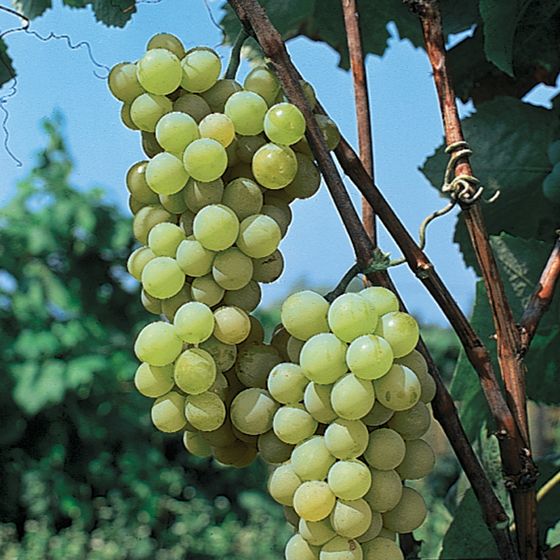 Vitis Vinifera ‘Gold Muscat’ (Gold Muscat Grapes)