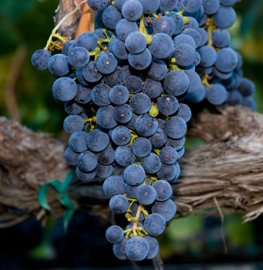 Vitis Vinifera 'Marroo Seedless' (Marroo Seedless Grape)