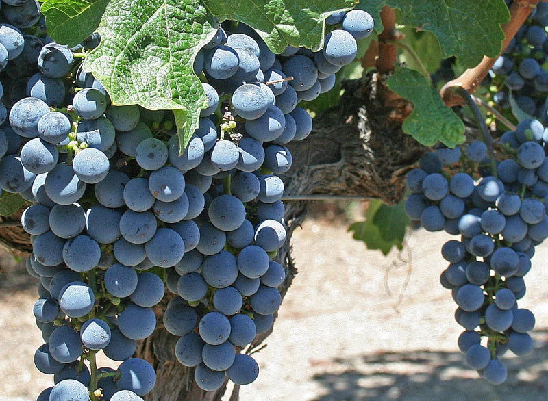 Vitis Vinifera 'Marroo Seedless' (Marroo Seedless Grape)