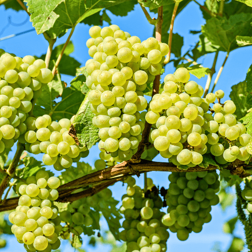 Vitis Vinifera ‘Sultana Seedless’ (Sultana Grapes)