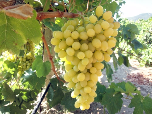 Vitis Vinifera ‘Sultana Seedless’ (Sultana Grapes)