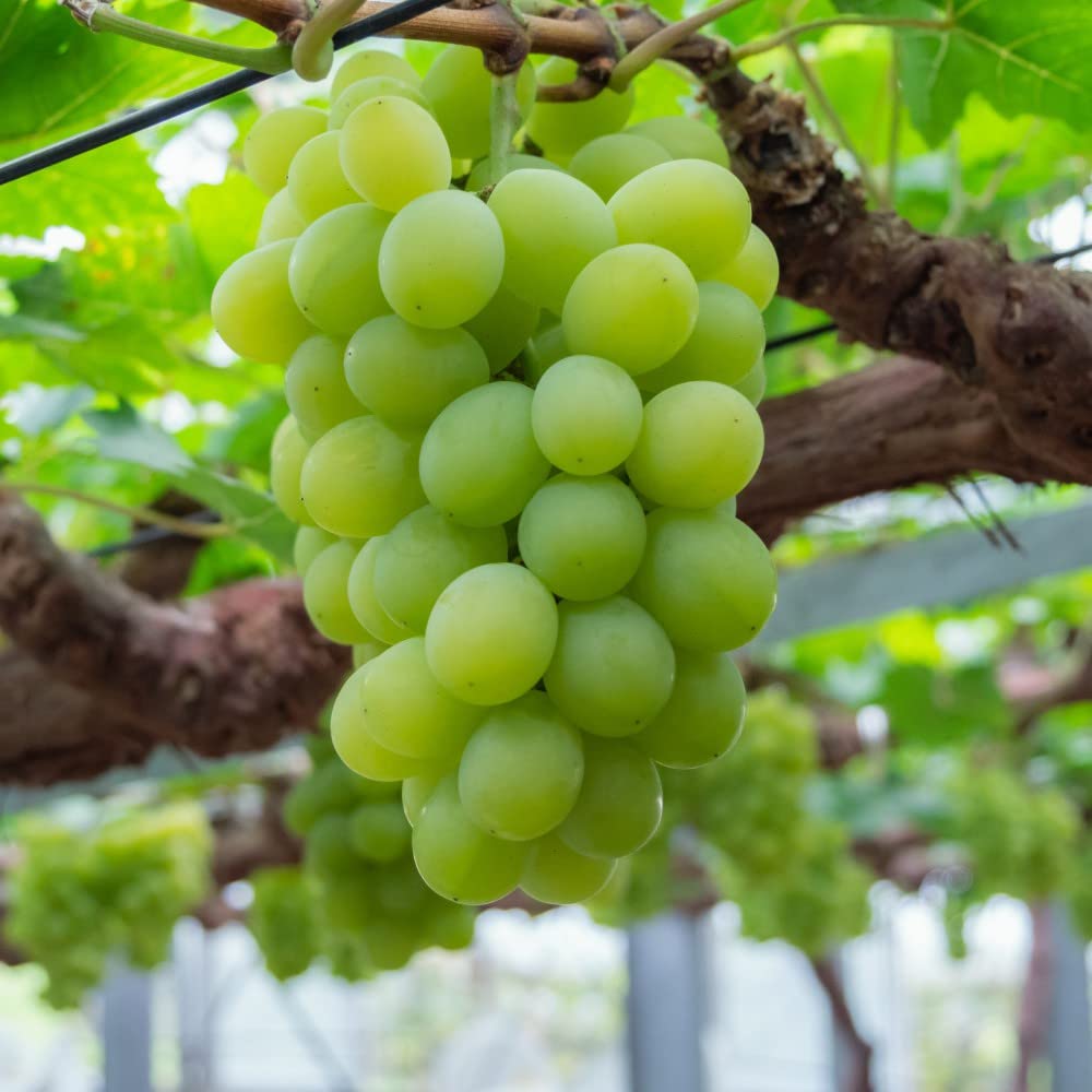 Vitis Vinifera ‘White Muscat’ (White Muscat Table Grapes)