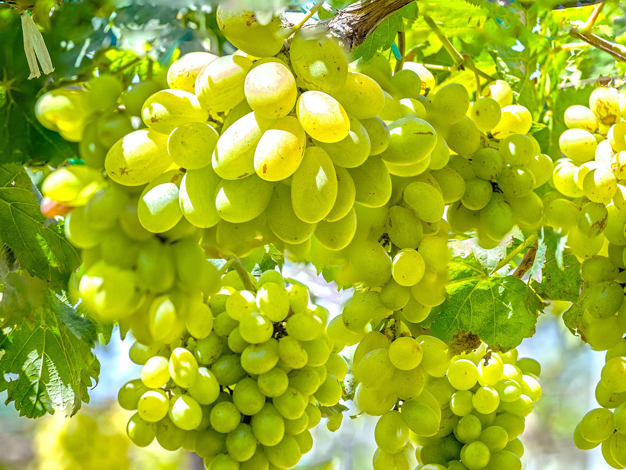 Vitis Vinifera ‘White Muscat’ (White Muscat Table Grapes)