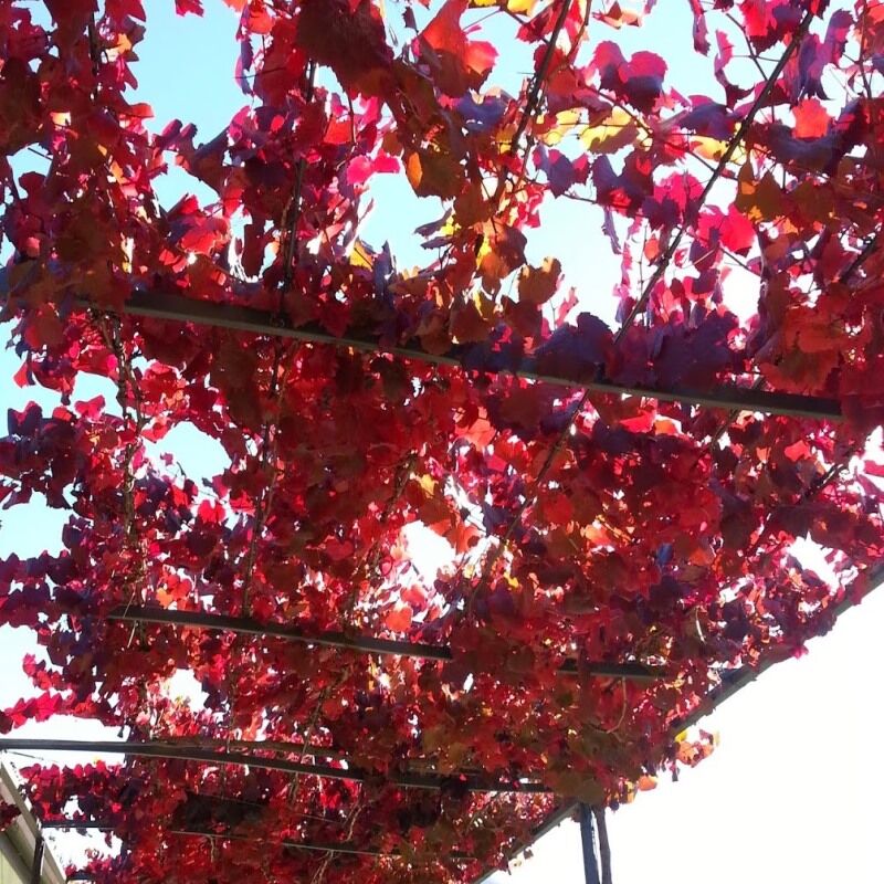 Ornamental Grape vine providing natural shade in a landscaped backyard.