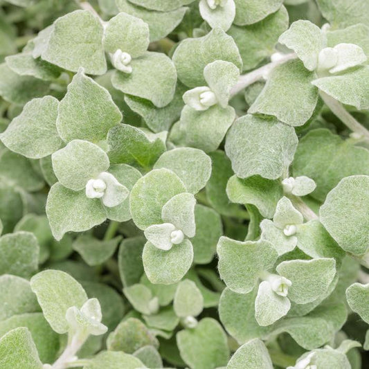 Helichrysum Petiolare Dwarf (Dwarf Licorice Plant)