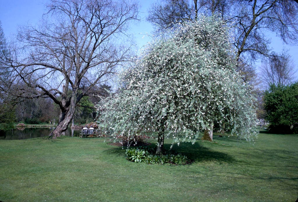 Pyrus Salicifolia (Silver-Leaved Pear Tree)