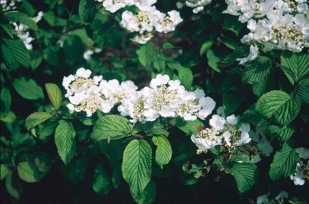 Viburnum Plicatum f. Tomentosum (Japanese Snowball)