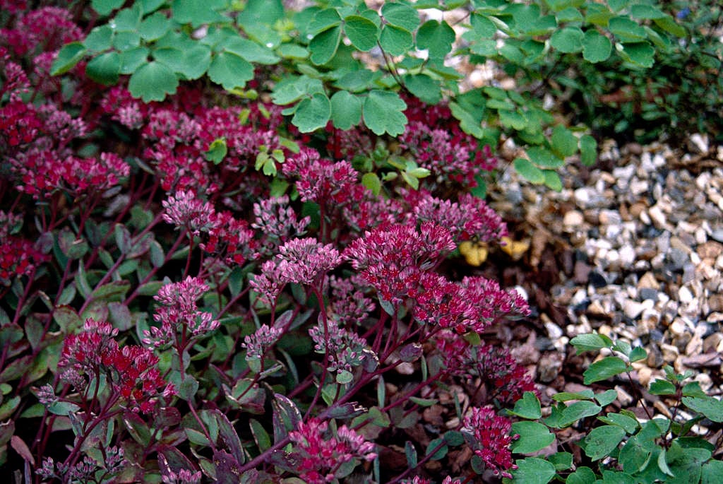 Sedum Ruby Glow (Ruby Glow Stonecrop)