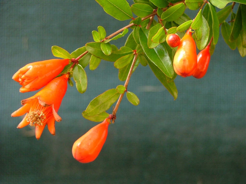 Punica Granatum 'Cyperus Hil' (Pomegranate Cyperus Hil)