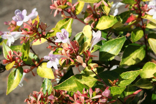 Abelia X Grandiflora (Gold Abelia)