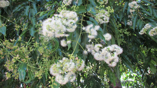 Waterhousia floribunda (Sweeper®)