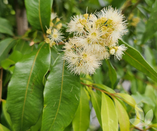 Waterhousia Floribunda (Green Avenue™)