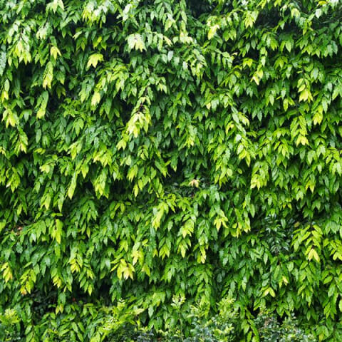 Weeping Lilly Pilly used as a natural privacy screen in a landscaped garden.