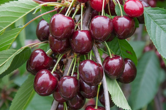 Prunus Avium (Cherry Stella)