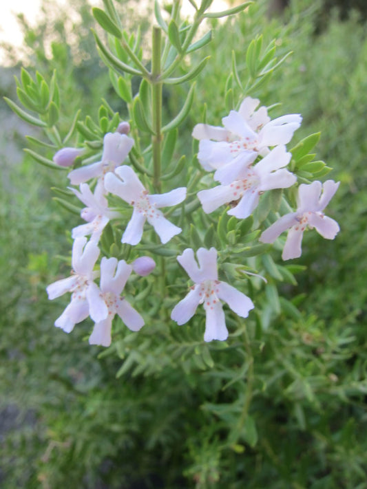 Westringia 'Shortcut'