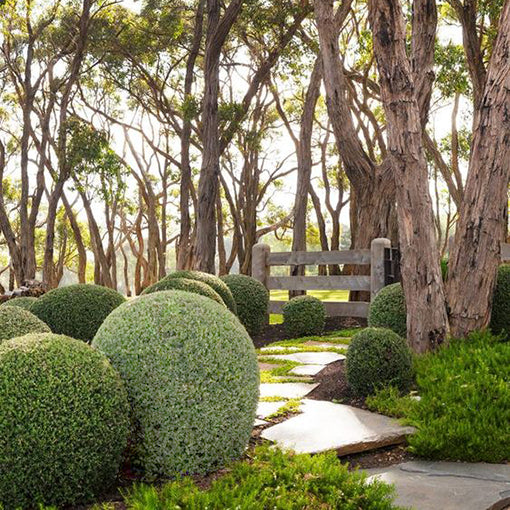 Hardy Westringia Fruticosa used as a coastal hedge in an Australian garden.