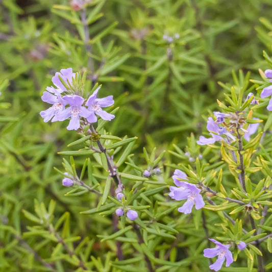 Westringia 'Wynyabbie Gem' (Wynyabbie Gem Westringia)