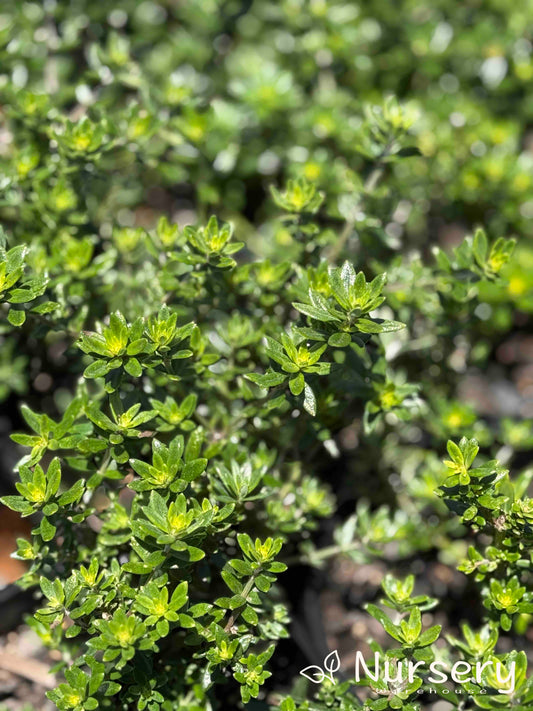 Close-up of Westringia Zena (Coastal Rosemary) flowers and fine grey-green foliage.