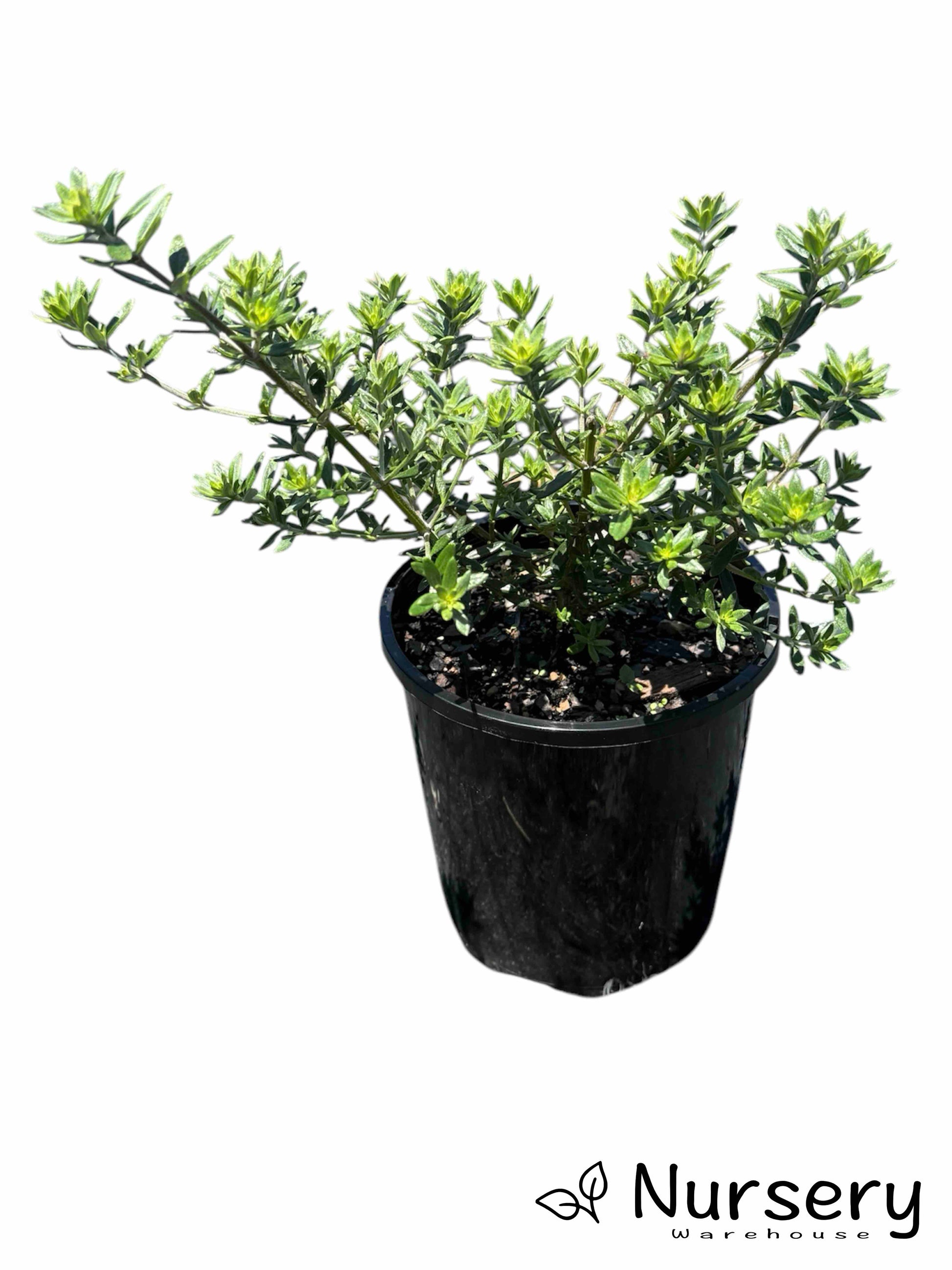 Westringia Zena (Coastal Rosemary) plant in a pot, featuring compact growth and dense grey-green leaves, ready for sale.