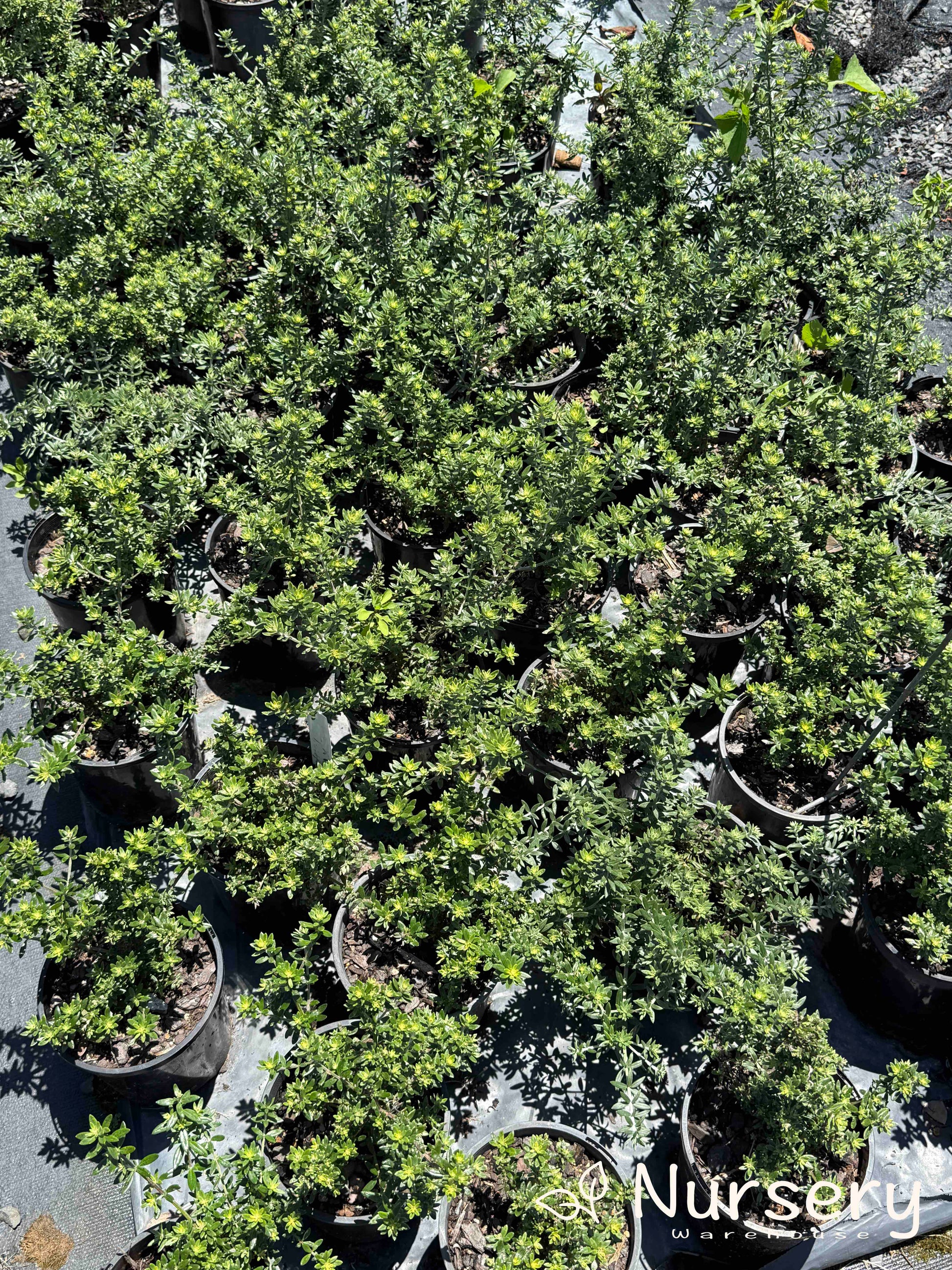 Trays of Westringia Zena (Coastal Rosemary) plants in pots, showcasing their neat, rounded form and soft-toned foliage, ideal for hedging or borders.