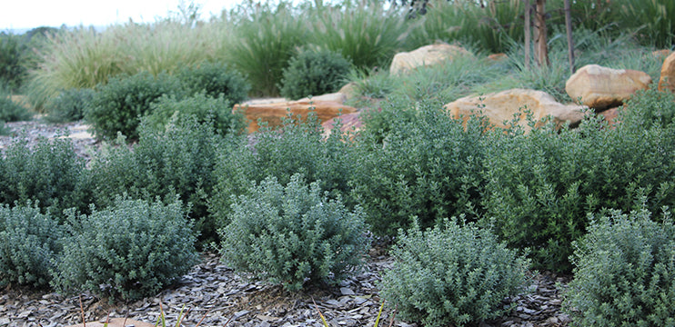 Westringea Fruticosa 'Smokie' (Smokie Westringea)