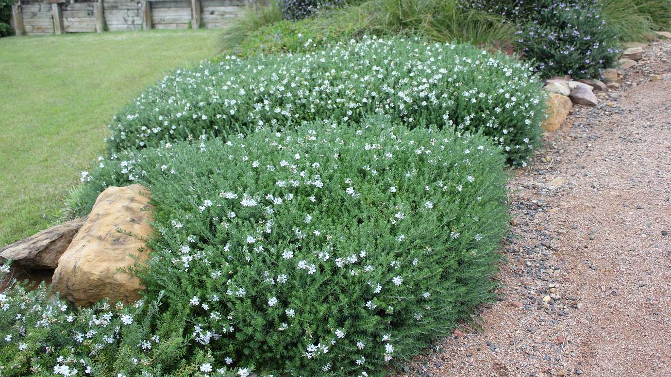 Westringia Fruticosa flowering with delicate white blooms in a garden setting.