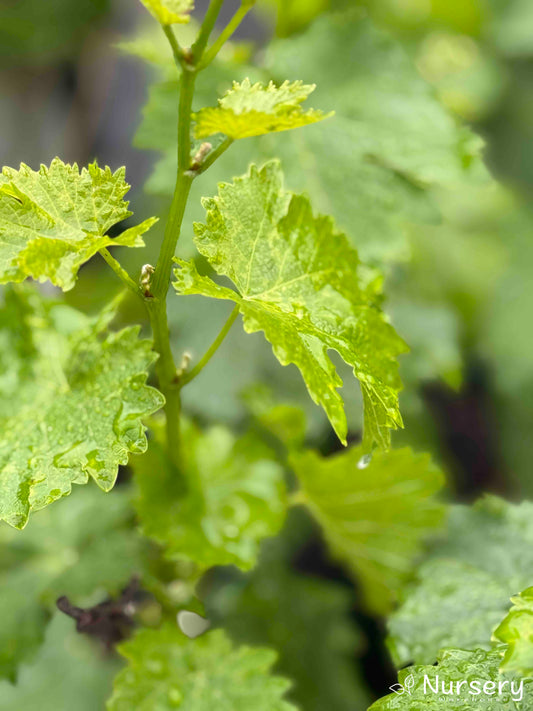 Close-up of ripe White Muscat Grapes on the vine.