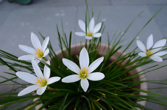 Zephyranthes candida (White Rain Lily)