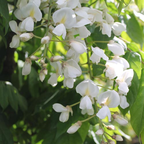 Wisteria Venusta White (Shiro Capitan Wisteria)