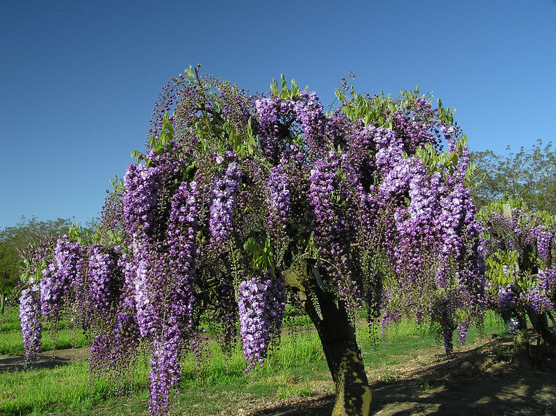 Fragrant Wisteria Flore Plena Double Purple creating a stunning garden display.