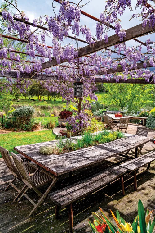 Fragrant Wisteria Flore Plena Double Purple creating a stunning garden display.