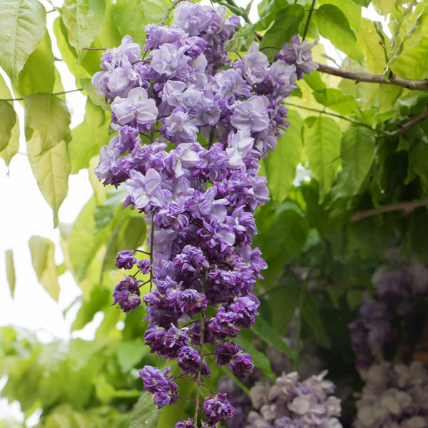 Close-up of Wisteria Flore Plena Double Purple displaying its elegant double blooms.