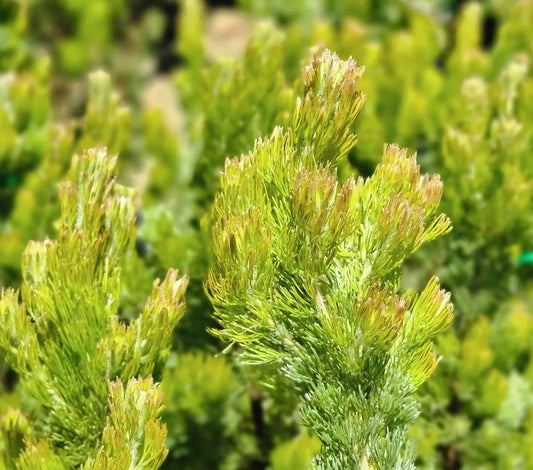 Adenanthos Sericea (Silver Sensation)