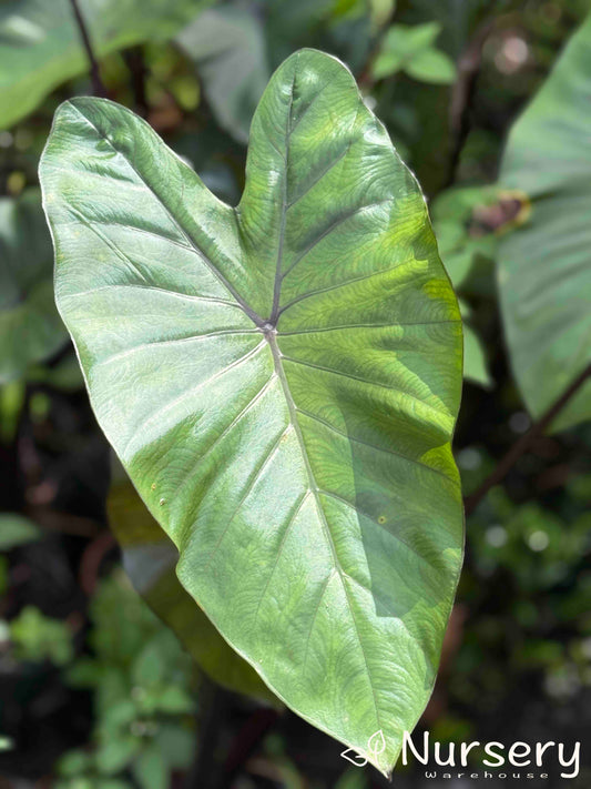 Close-up of Xanthosoma Violaceum (Purple Elephant Ear) displaying its large, vibrant purple-tinged leaves.