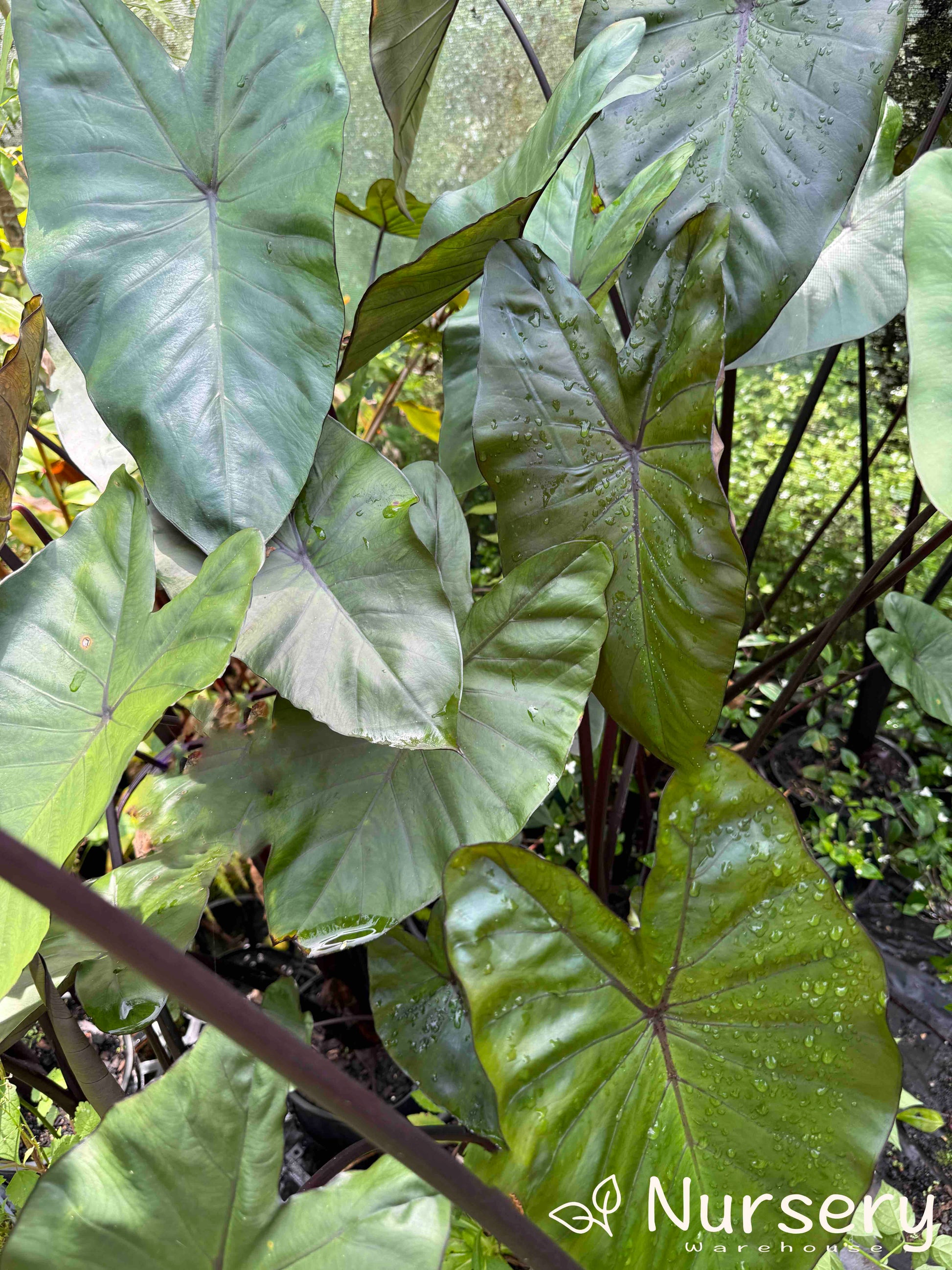 Xanthosoma Violaceum (Purple Elephant Ear) plant with striking foliage in a lush garden setting.