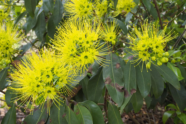 Xanthostemon chrysanthus (Expo Gold)