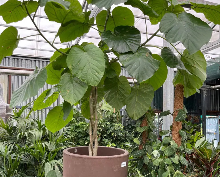 Ficus Umbellata (Umbrella Tree)