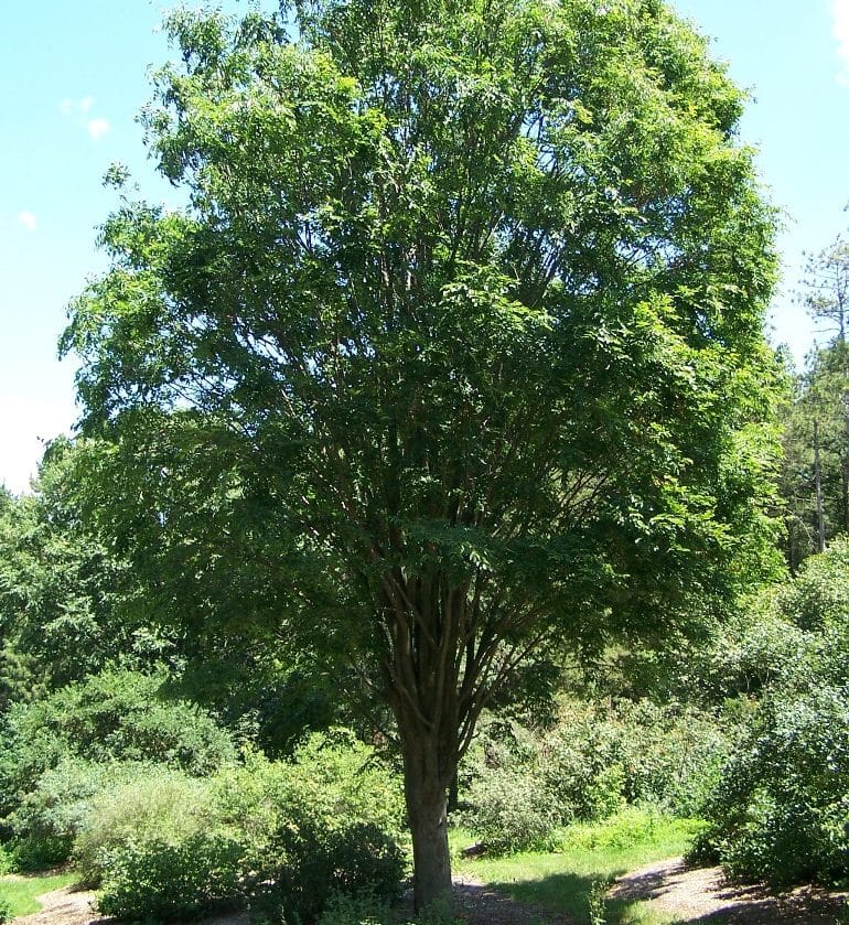 Zelkova Serrata Green Vase (Green Vase Japanese Zelkova)