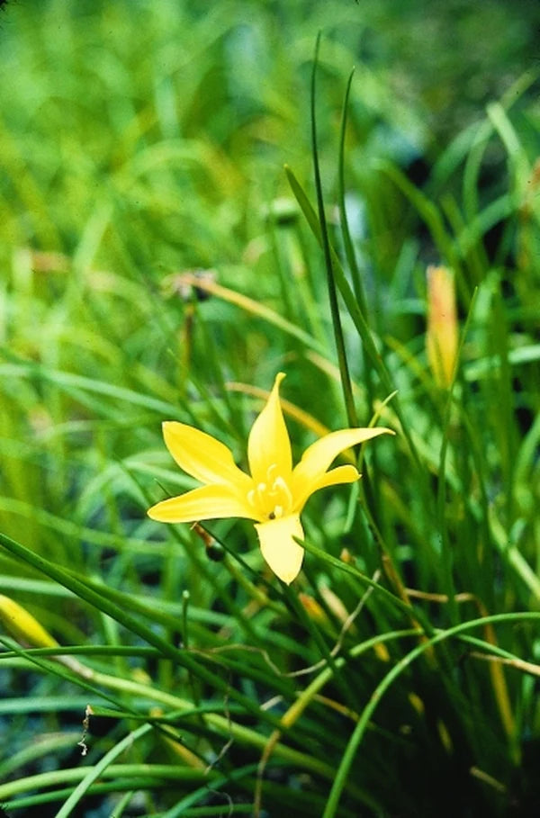 Zephyranthes flavissima (Yellow Rain Lily)