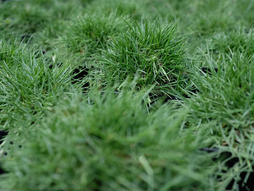 Close-up of lush Zoysia Tenuifolia (No Mow Grass) showcasing its dense, soft texture.