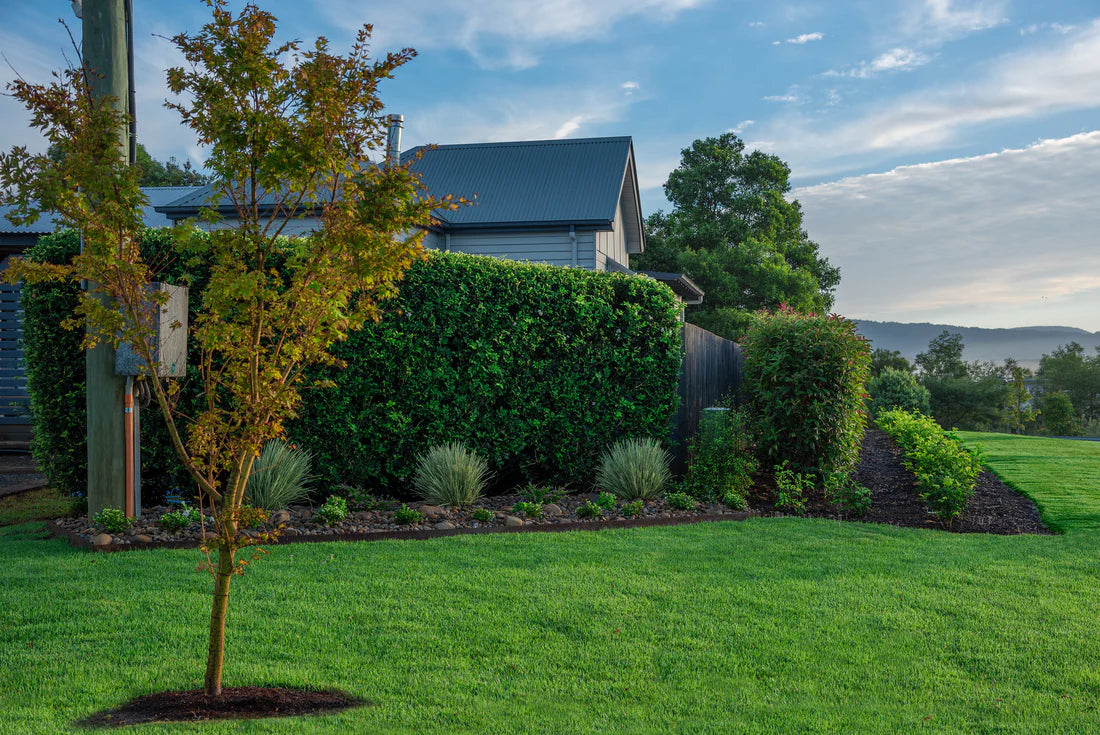 Zoysia Tenuifolia (No Mow Grass) in a sunlit outdoor space, illustrating its vibrant, low-maintenance appearance.