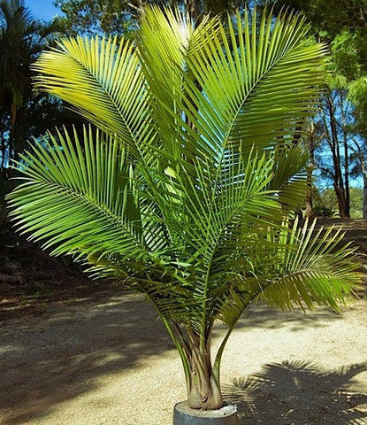 Ravenea rivularis (Majestic Palm)