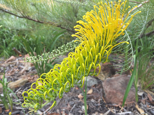 Grevillea 'Golden Lyre'