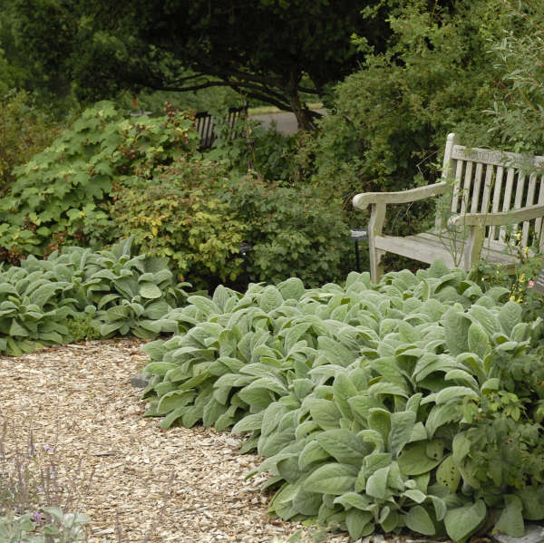 Stachys Byzantina ‘Stacey’s’ (Stacey’s Lamb Ear)